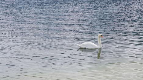 beautiful swan swims in lake under sunlight landscape