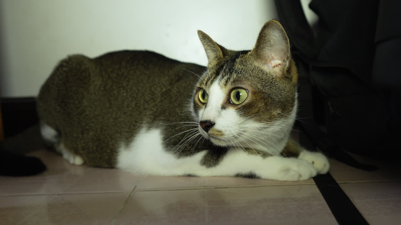 gato blanco y negro. concepto de mascota en casa