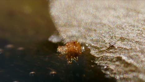 extreme macro closeup of very tiny orange mite on the shore in water on sunny day outside