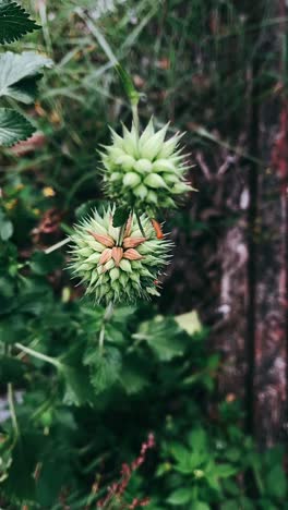 close up of a unique seed head