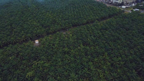 Aerial-drone-shot-from-above-a-palm-plantation-to-the-processing-factory-inside-a-building-with-a-smoking-chimney