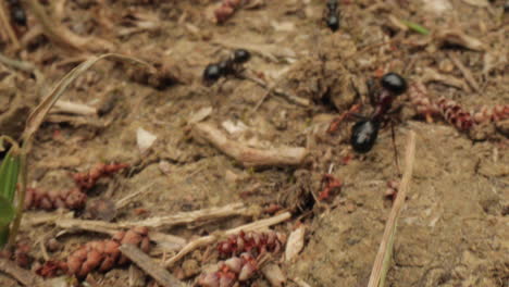 Ant-holding-a-piece-of-green-leaf-moving-toward-nest-on-soft-soil,-macro-shot