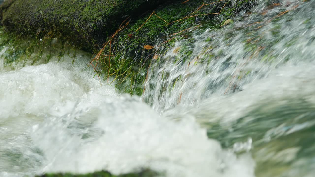 Primo piano di un torrente impetuoso nel mezzo del bosco