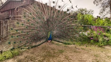 Toma-De-Seguimiento-De-Un-Pavo-Real-Mostrando-Sus-Majestuosas-Plumas-De-Colores.