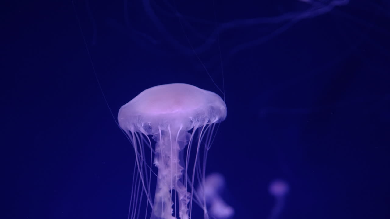 Jellyfish in Aquarium