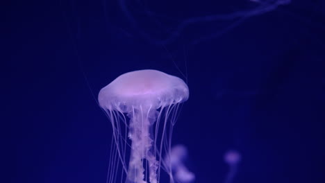 jellyfish in aquarium