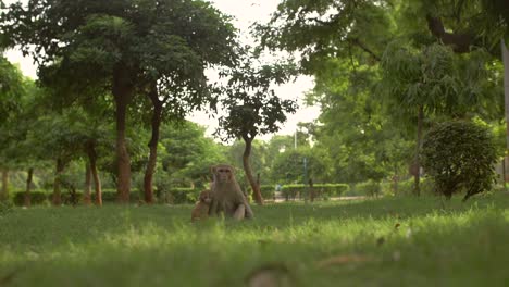 baby monkey with mother