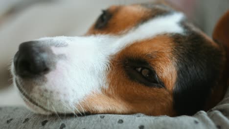 perro mirando hacia otro lado