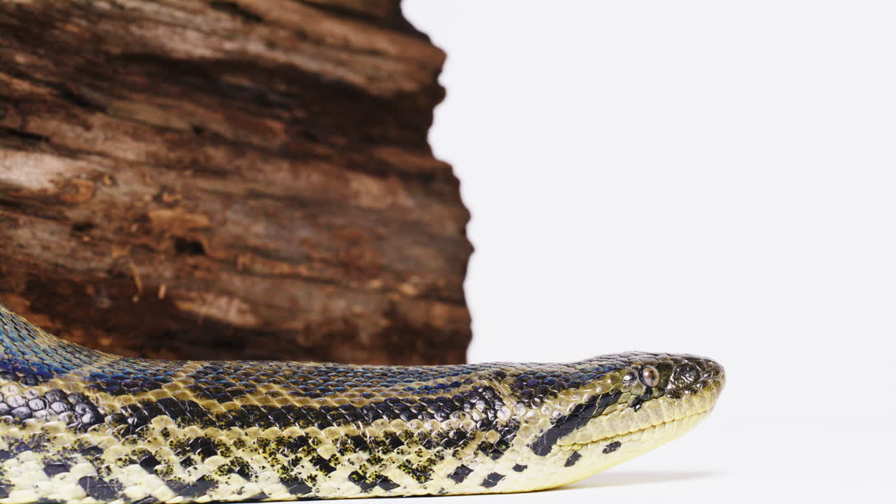 anaconda cerca de la cara perfil lateral amarillo en el fondo blanco serpiente