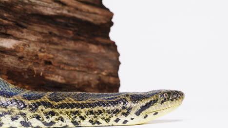 yellow anaconda close up face side profile on white background snake