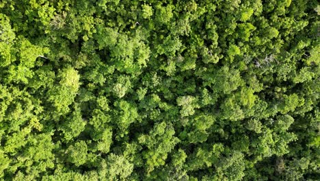 Drohnenaufnahme-Von-üppigem-Grün-In-Einem-Tropischen-Dschungel-Von-Oben-Nach-Unten