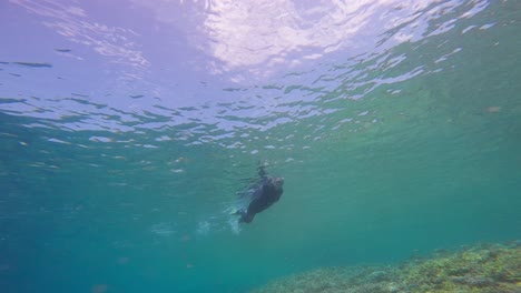 woman in a wetsuit and fins swims at the water's surface