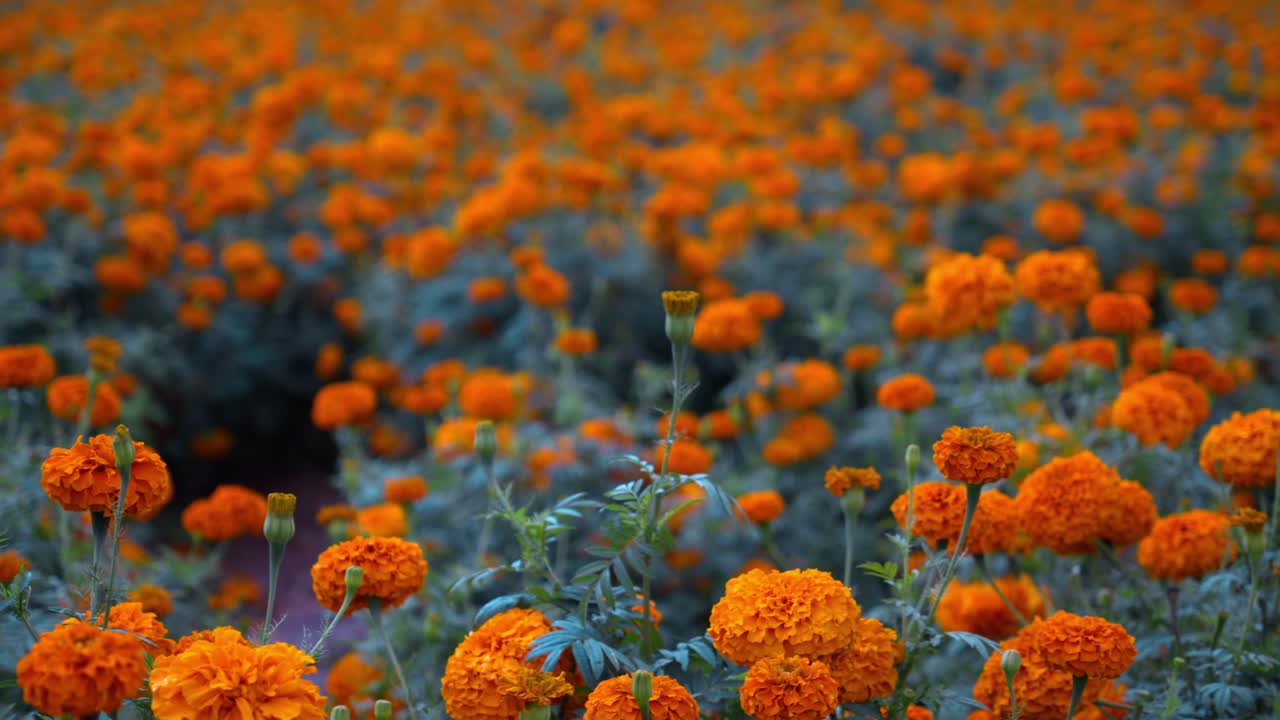 Coltivazione di calendule a Gundlupet, il vaso di fiori dell'India situato nel Karnataka, coltivazione di fiori a Gundlupet, fiori di Onam