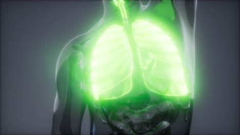 examen radiológico de los pulmones humanos
