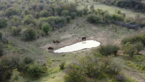 Kleine-Europäische-Bison-Bonasus-Herde-An-Einer-Wasserstelle-In-Der-Steppe,-Tschechien