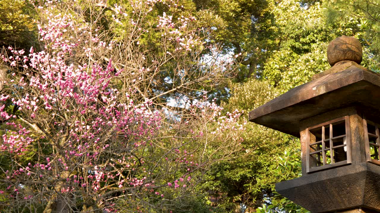 A slow camera pan reveals a stone lantern and blooming cherry blossoms in golden sunlight