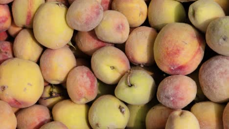 fresh organic peach from farm close up from different angle