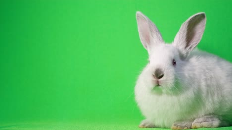 cute little bunny posing for the camera in the studio on a green background. the rabbit is dozing. advertising shooting of a rabbit