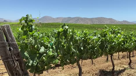 grape vines growing in large california vineyard, winery in foothills