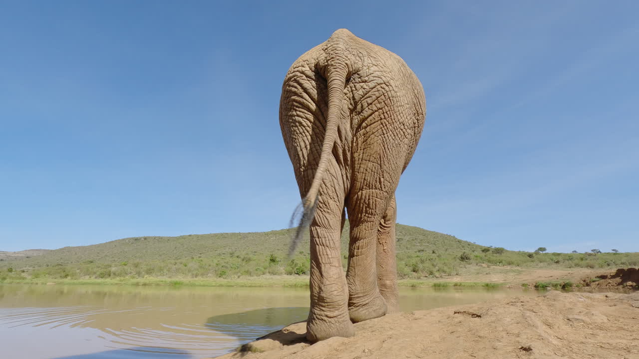 Afrikansk savanneelefant drikker fra et vandhul