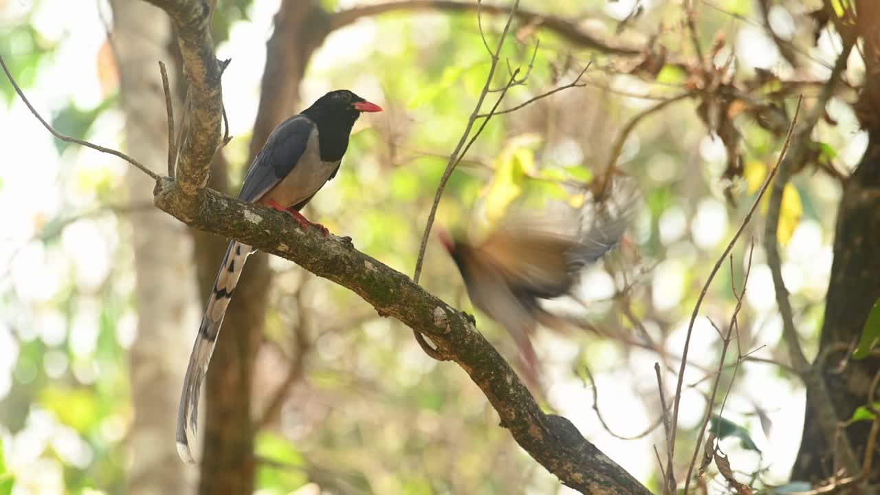 urraca azul de pico rojo, urocissa erythroryncha, material de archivo 4k, santuario de vida silvestre huai kha kaeng