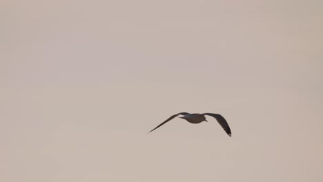 Isolated-Seagull-Flying-In-Ameland