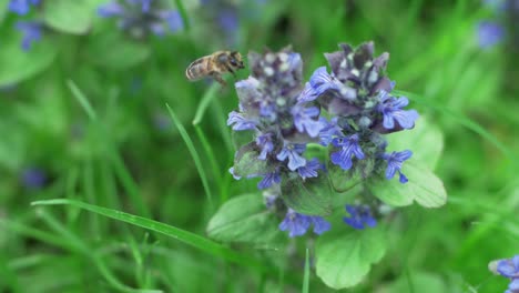 honey bee hovers from flower to flower of the creeping bugle