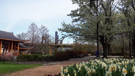 chicago asian community park with sring flowers and blooming trees