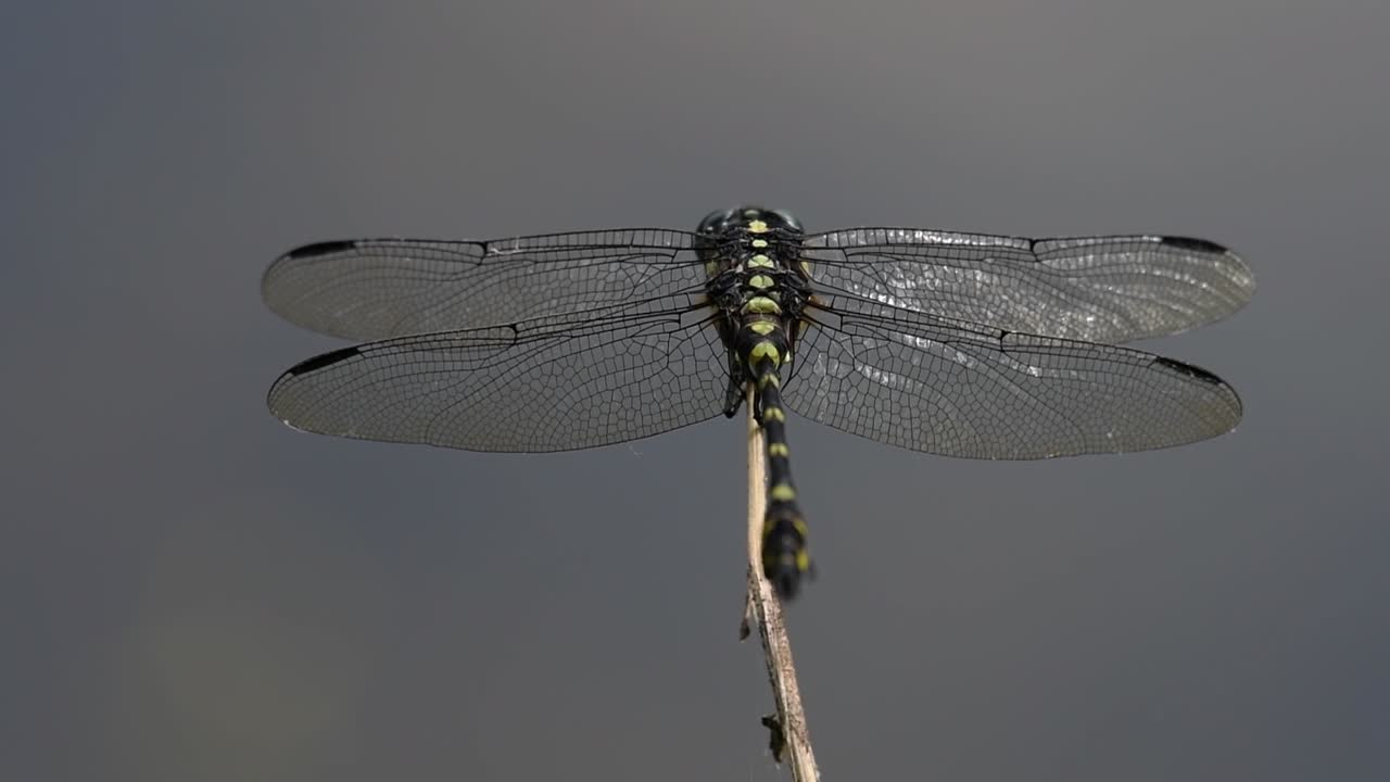 la libélula de cola de brida común se ve comúnmente en tailandia y asia