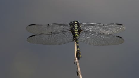 the common flangetail dragonfly is commonly seen in thailand and asia