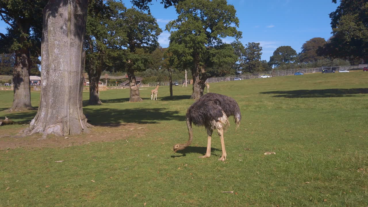 Struzzo che becca l'erba in cerca di cibo con giraffe sullo sfondo al Safari Park