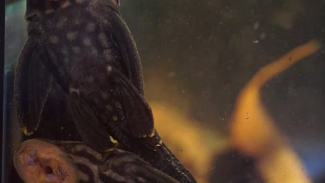 close up panning of pair black striped royal panaque pleco catfish in an aquarium tank suction onto glass