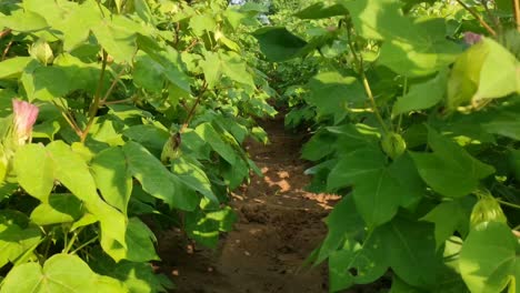 Algodón-Crp-Vista-De-ángulo-Bajo,-Cultivo-De-Algodón