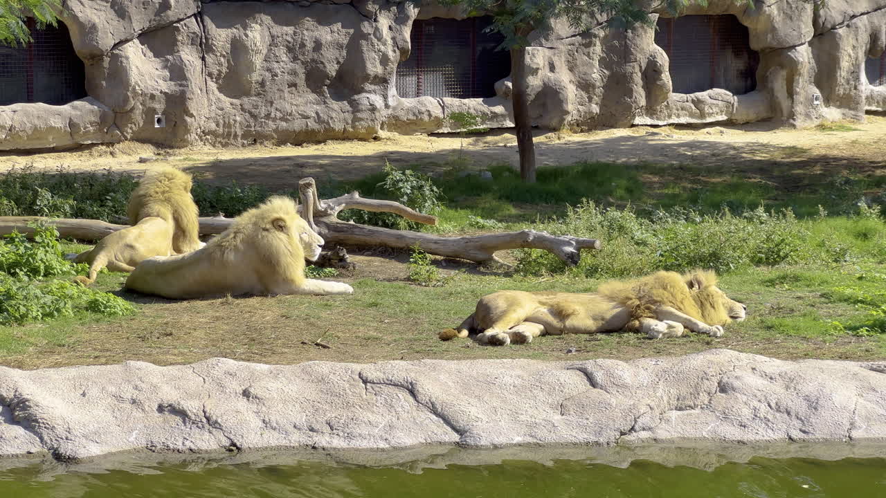 leones tomando el sol dentro de un parque safari cerca de un lago y un muro de piedra