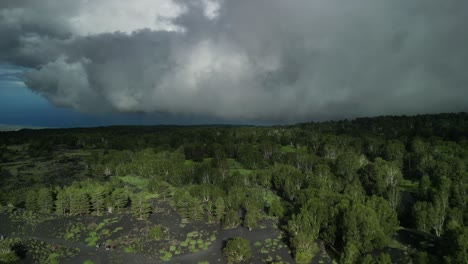 Birkenpflanzen-In-Sehr-Dunkler-Lage-Mit-Dunklem-Boden,-Grüner-Vegetation,-Weißen-Stämmen