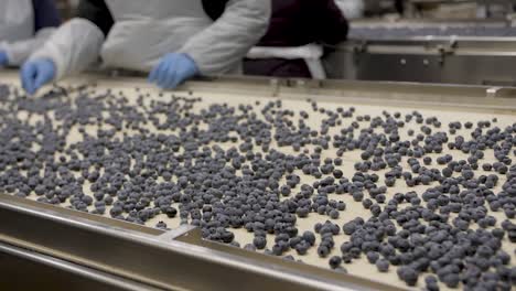 a blueberry processing and packaging plant