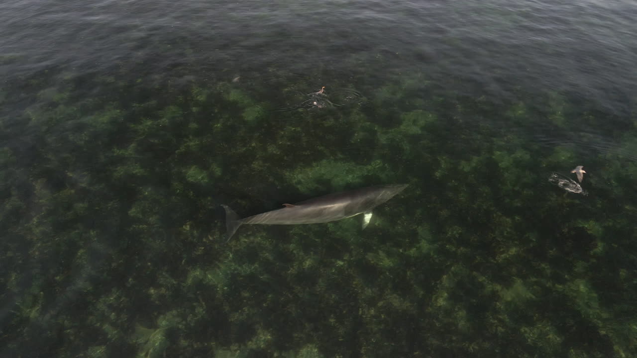 동부 퀘벡의 얕은 물에서 수영하는 밍크 고래