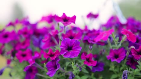 Flores-De-Petunia-En-El-Jardín-Por-La-Mañana