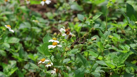una abeja poliniza flores en un campo exuberante