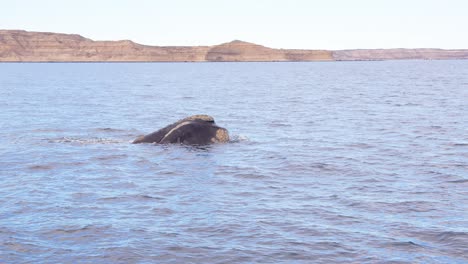 mid shot of southern right whale surfacing breaching the ocean surface to breath off the coast , puerto piramides