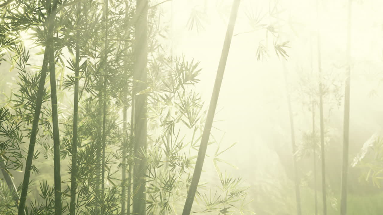 naturaleza fresca y verde bosque tropical de bambú