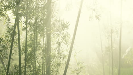 Naturaleza-Fresca-Y-Bosque-De-Bambú-Tropical-Verdoso