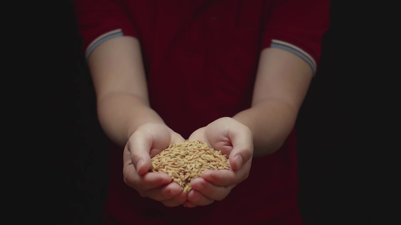 Hand Pouring Brown Dry Rice Grains Down