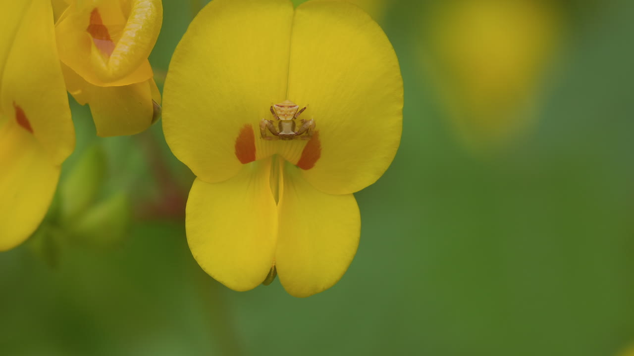 A small crab spider waits on a yellow Smithia flower, aligned with nectar guides, monsoon morning