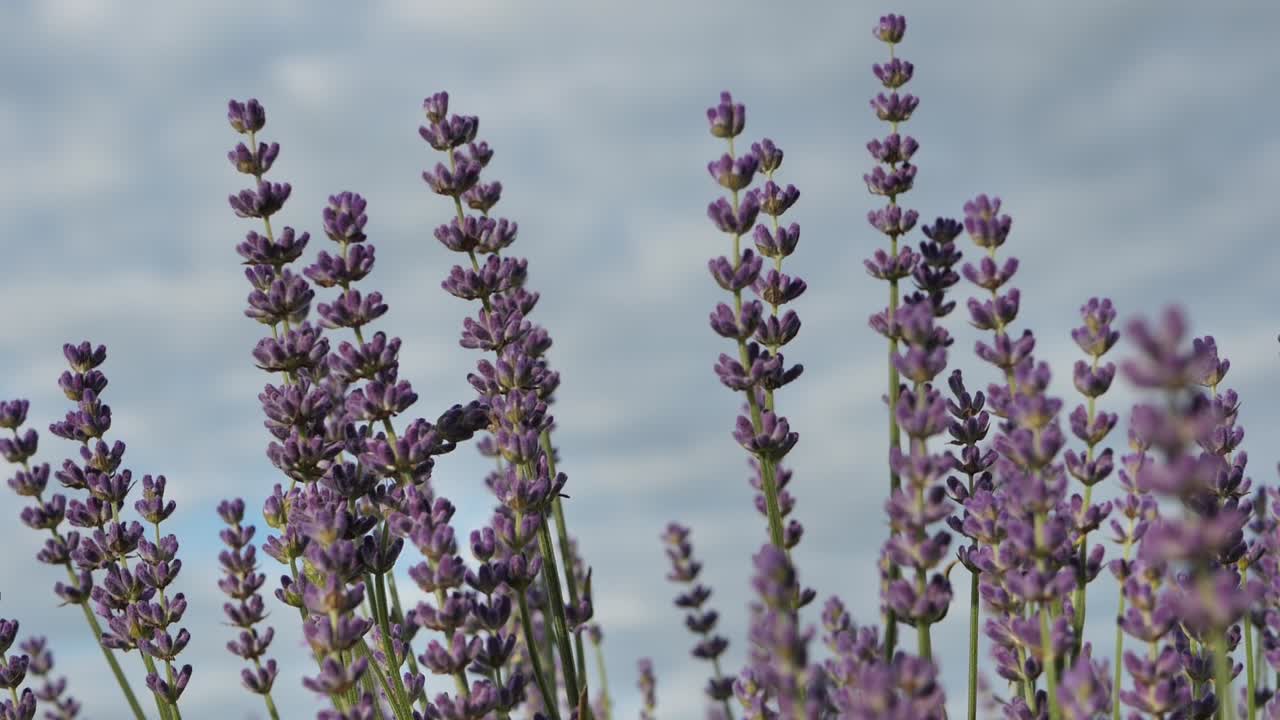 라벤더 꽃을 닫습니다