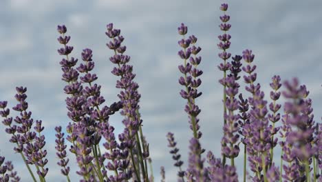 flores de lavanda de cerca