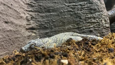 Lindo-Gecko-Gárgola-Descansando-Sobre-Una-Cama-De-Musgo-En-Un-Terrario