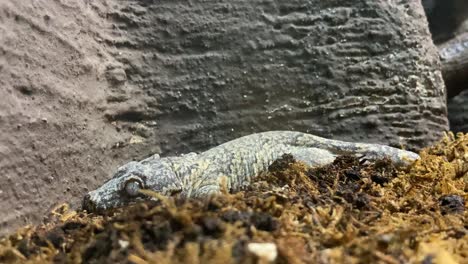 cute gargoyle gecko resting on a moss bed in a terrarium