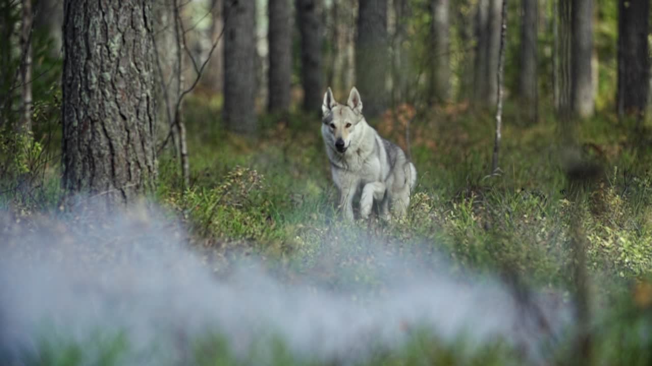lobo corriendo en un bosque con niebla y niebla en primer plano fondo borroso