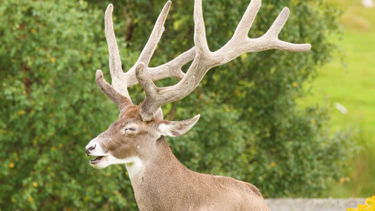 Red deer stag with large antlers resting in lush green meadow, natural daylight, static camera